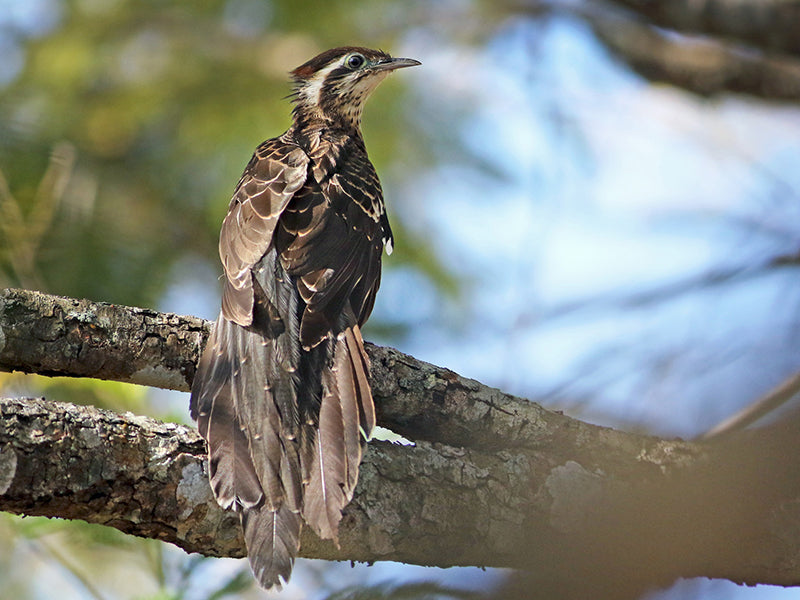 Pheasant Cuckoo, Dromococcyx phasianellusSpanish Name: Cusco faisán