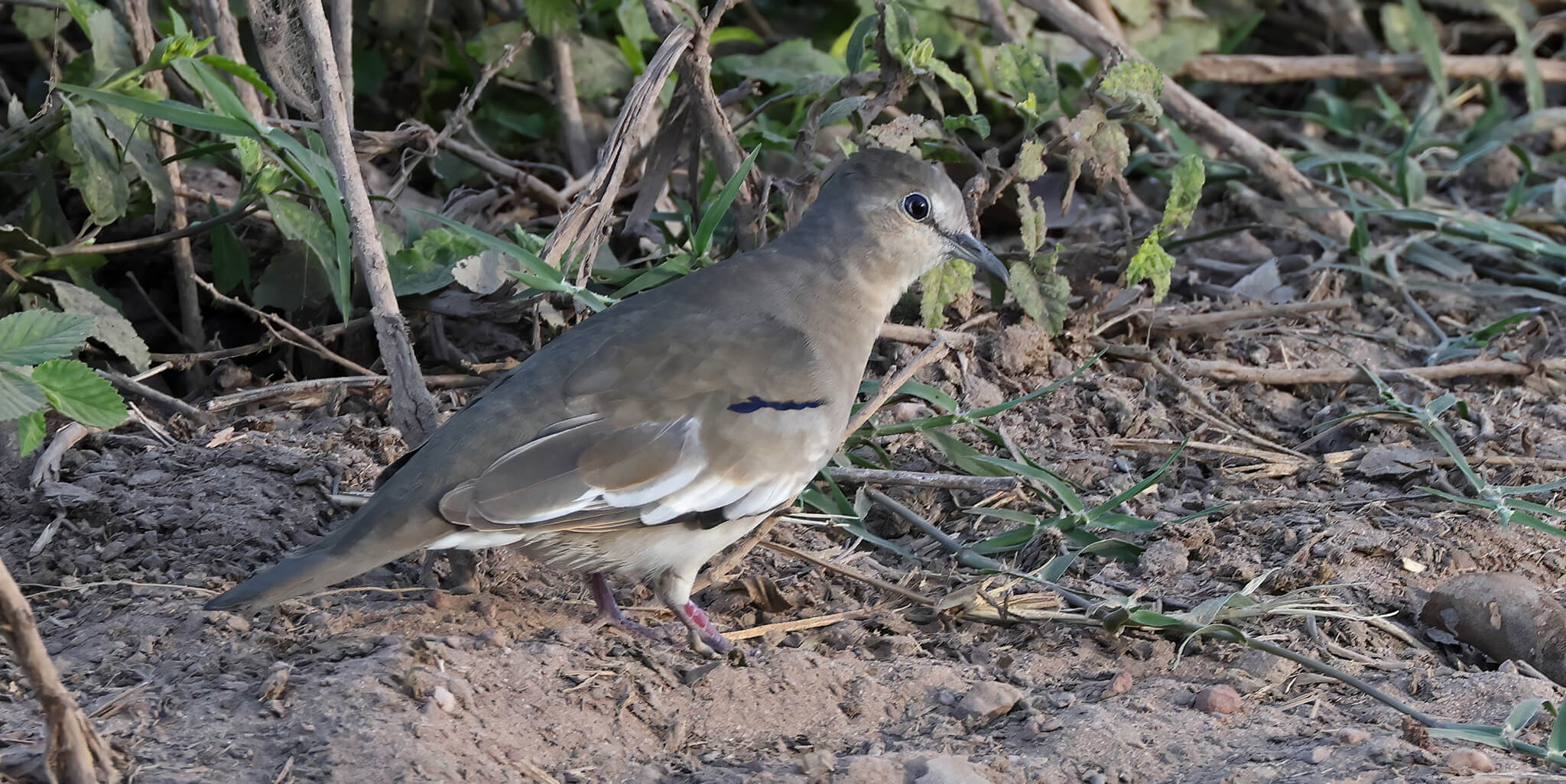 Picui Ground-dove, Tortolita Alinegra, Columbina picui