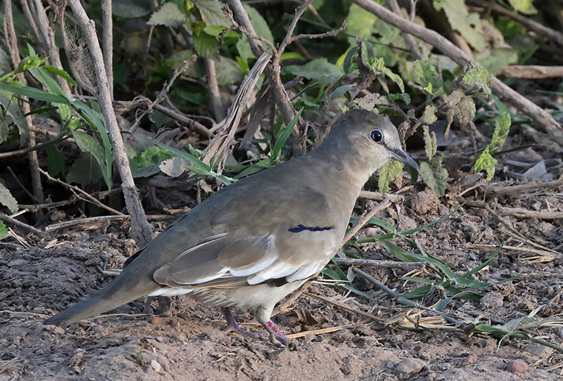 Picui Ground-dove, Columbina picui, Tortolita Alinegra