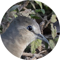 Picui Ground-dove, Tortolita Alinegra, Columbina picui