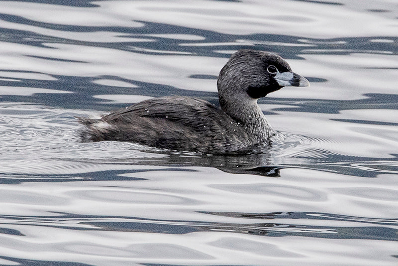 pied-billed grebe