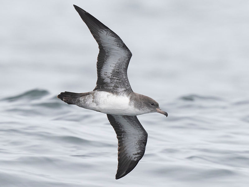 Pink-footed Shearwater, Ardenna creatopus, Pardela Patirrosada