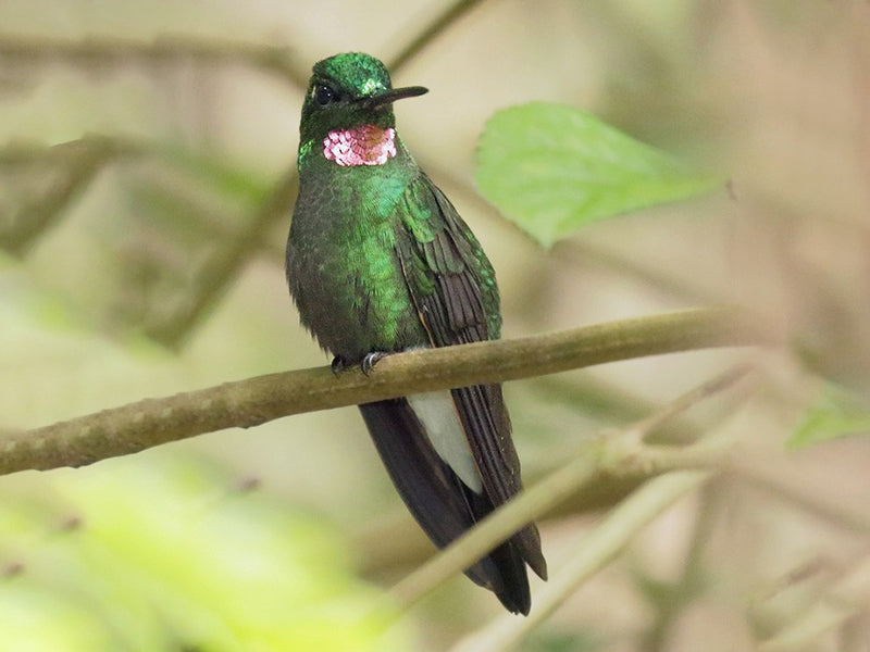 Pink-throated Brilliant, Heliodoxa gularis, Diamante de Napo