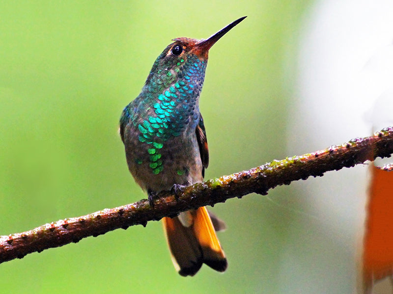 Pirre Hummingbird, Goldmania bella, Colibrí del Pirre