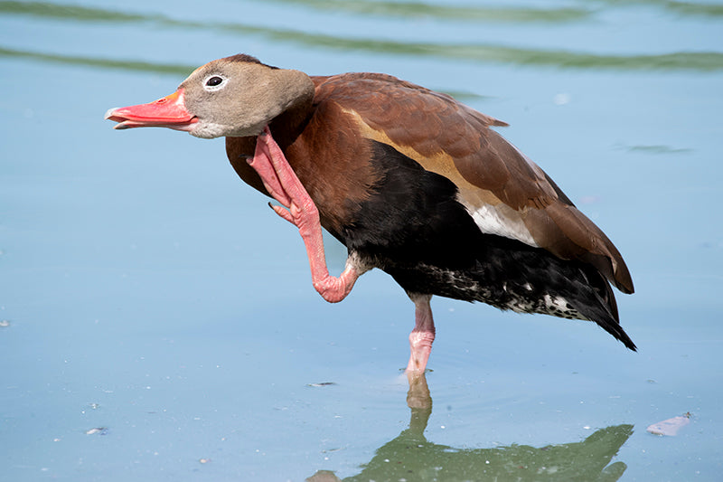 Pisingo, black-bellied-whistling-duck