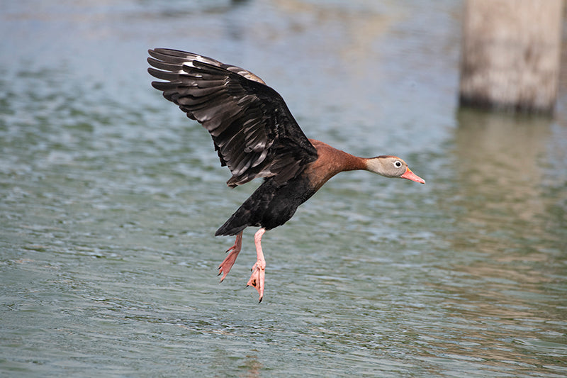 pisingo volando