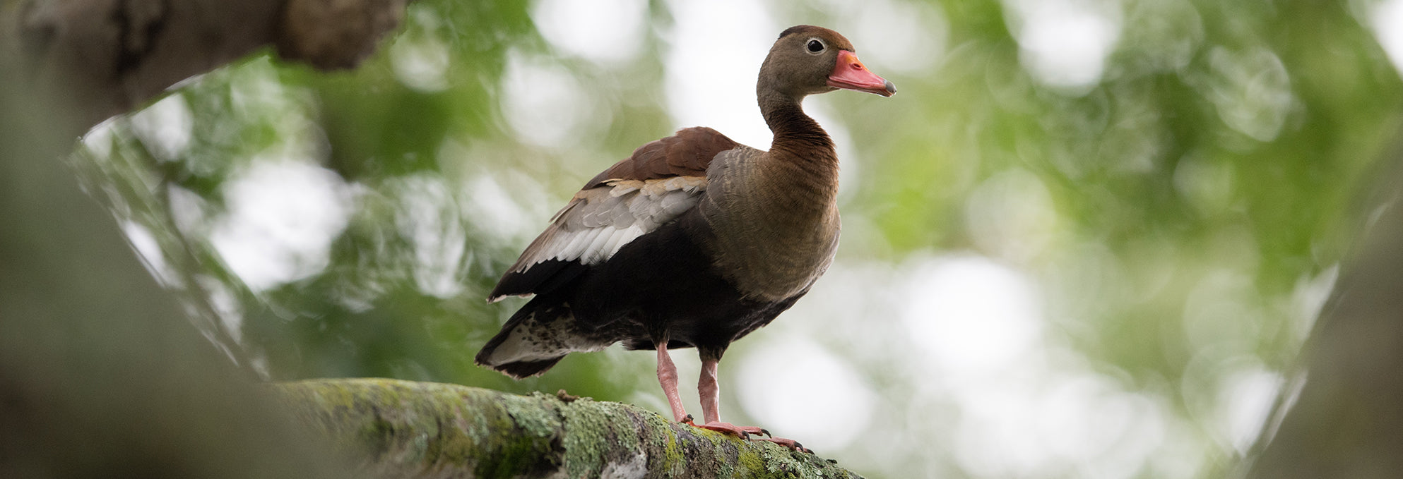 Black-bellied Whistling-duck, Pisingo, dendrocygna autumnal