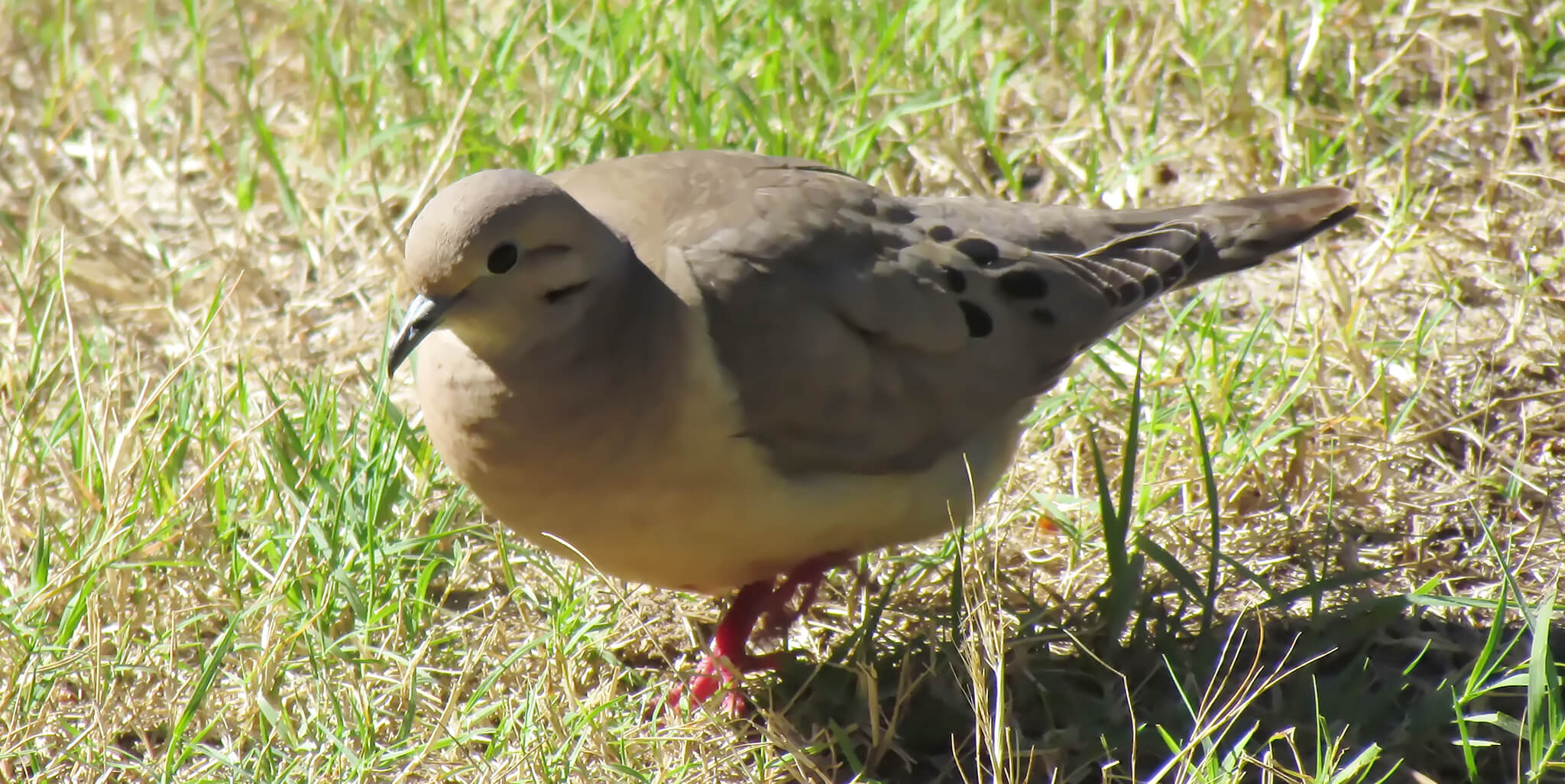 Plain-breasted Ground-dove 