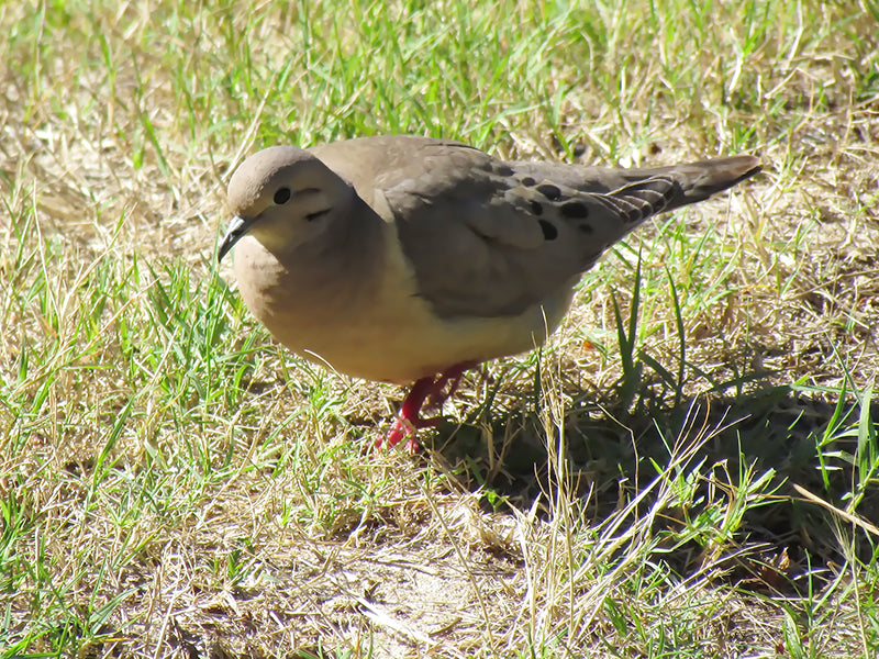 Plain-breasted Ground-dove, Columbina minuta,Tortolita Diminuta