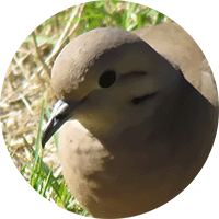 Plain-breasted Ground-dove, Columbina minuta