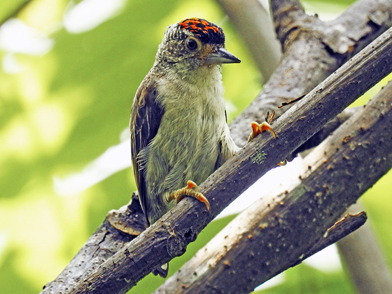 Plain-breasted piculet, Picumnus castelnau, Carpinterito Pechiblanco