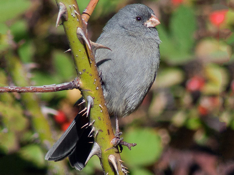 Plain-colored Seedeater, Catamenia inornata, Semillero Andino