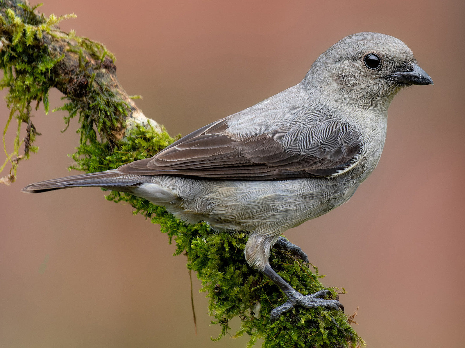 Plain-colored Tanager, Tangara inornata, Tangará Cenicienta