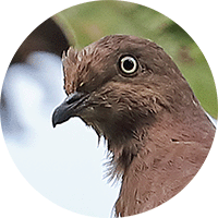 Plumbeous Pigeon