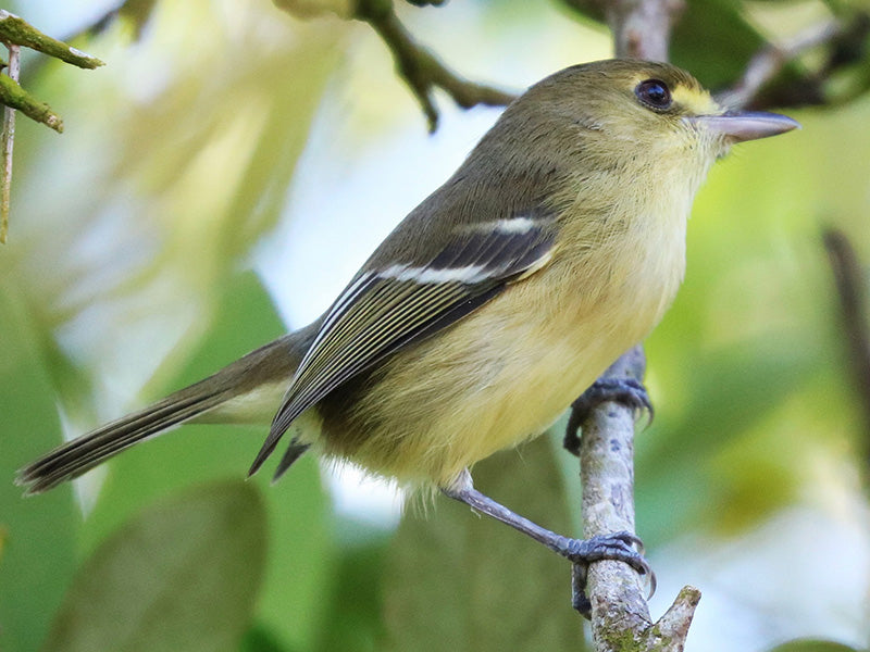 Providence Vireo, Vireo (pallens) approximans, Vireo de Manglar