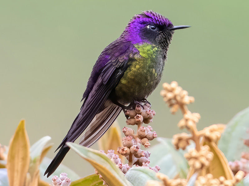 Purple-backed Thornbill, Ramphomicron microrhynchum, Picoespina-Dorsimorado