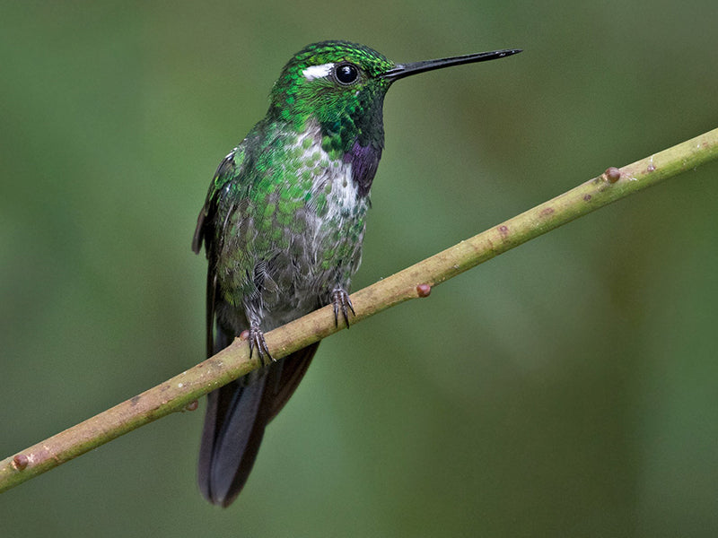 Purple-bibbed Whitetip, Urosticte benjamini, Colibrí de Gargantilla