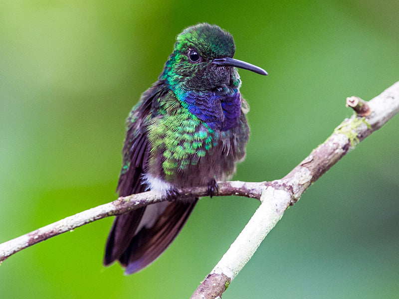 Purple-chested Hummingbird, Polyerata rosenbergi, Amazilia del Chocó