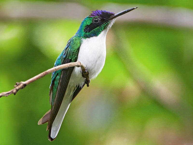 Heliothryx barroti, Hada Coliblanca, Purple-crowned Fairy