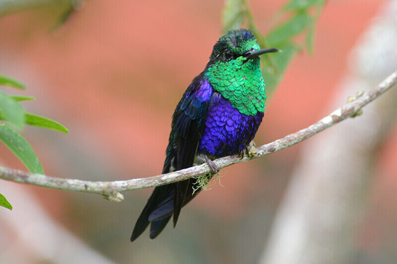 Purple-crowned Woodnymph, Thalurania Colombia, Ninfa Coronada