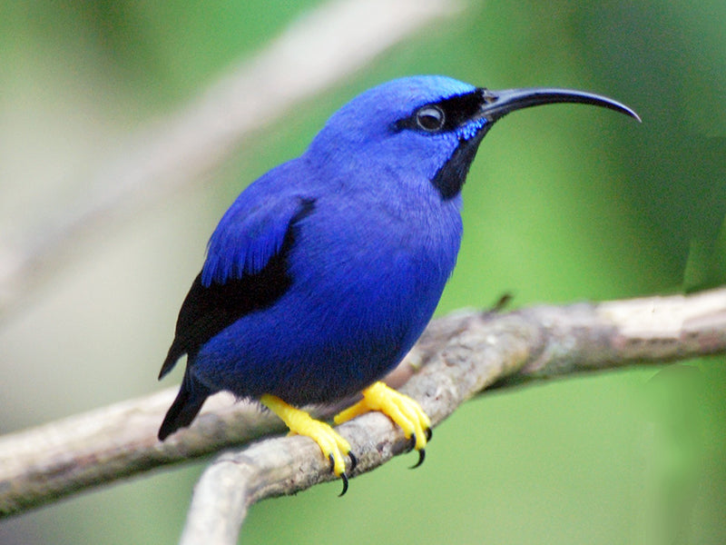 Purple Honeycreeper, Cyanerpes caeruleus, Mielero cerúleo