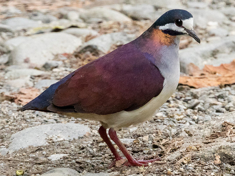 Purple Quail-dove