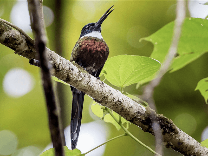 Purplish Jacamar, Galbula chalcothorax, Jacamar Paraíso