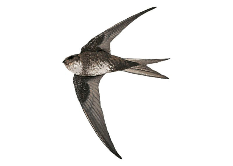 Pygmy Swift, Tachornis furcata, Vencejo Enano