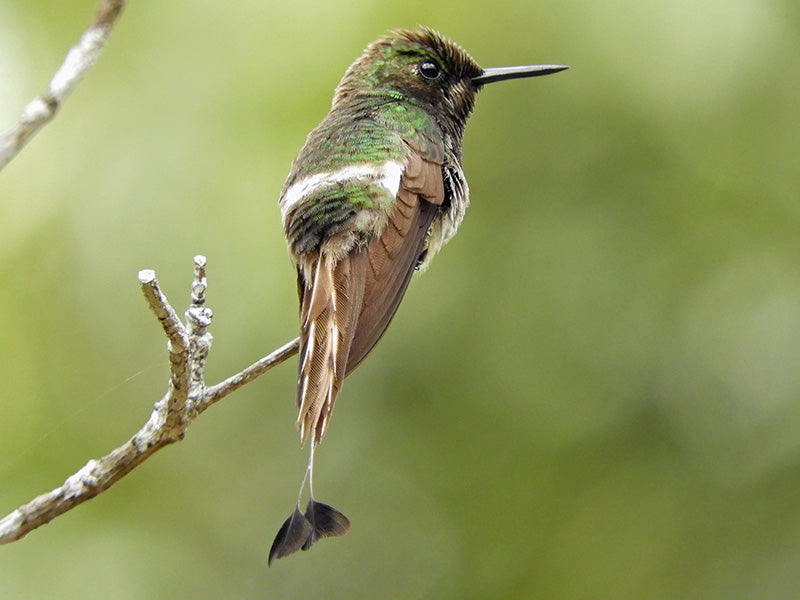 Racket-tipped Thorntail, Discosura longicaudus, Cola-de-lira Raqueta