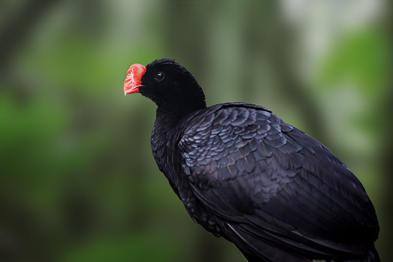 Razor-billed curassow, Paujil Pico-de-hacha, Mitu tuberosum