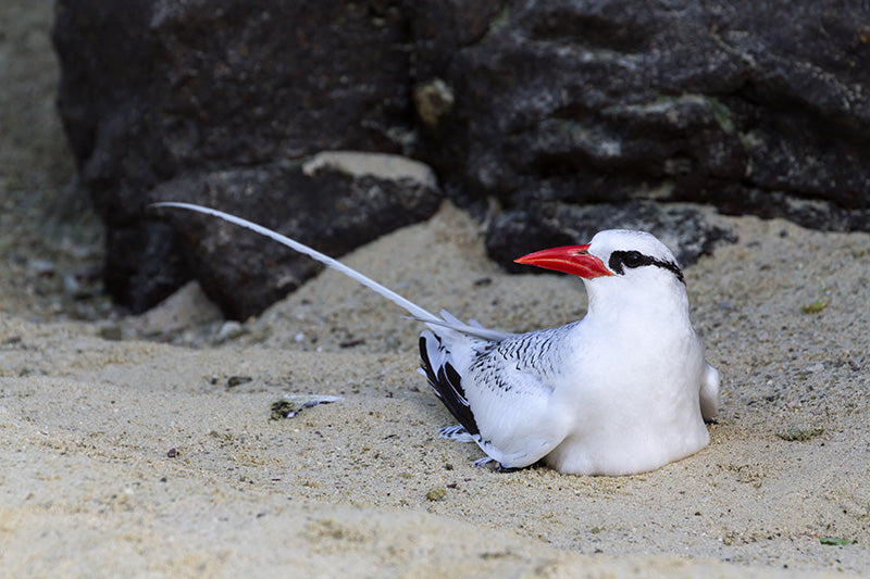 tropic bird, red bill tropic bird,
