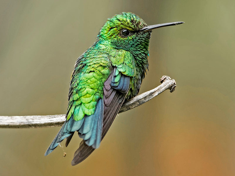 Red-billed Emerald, Chlorostilbon gibsoni,  Esmeralda piquirroja