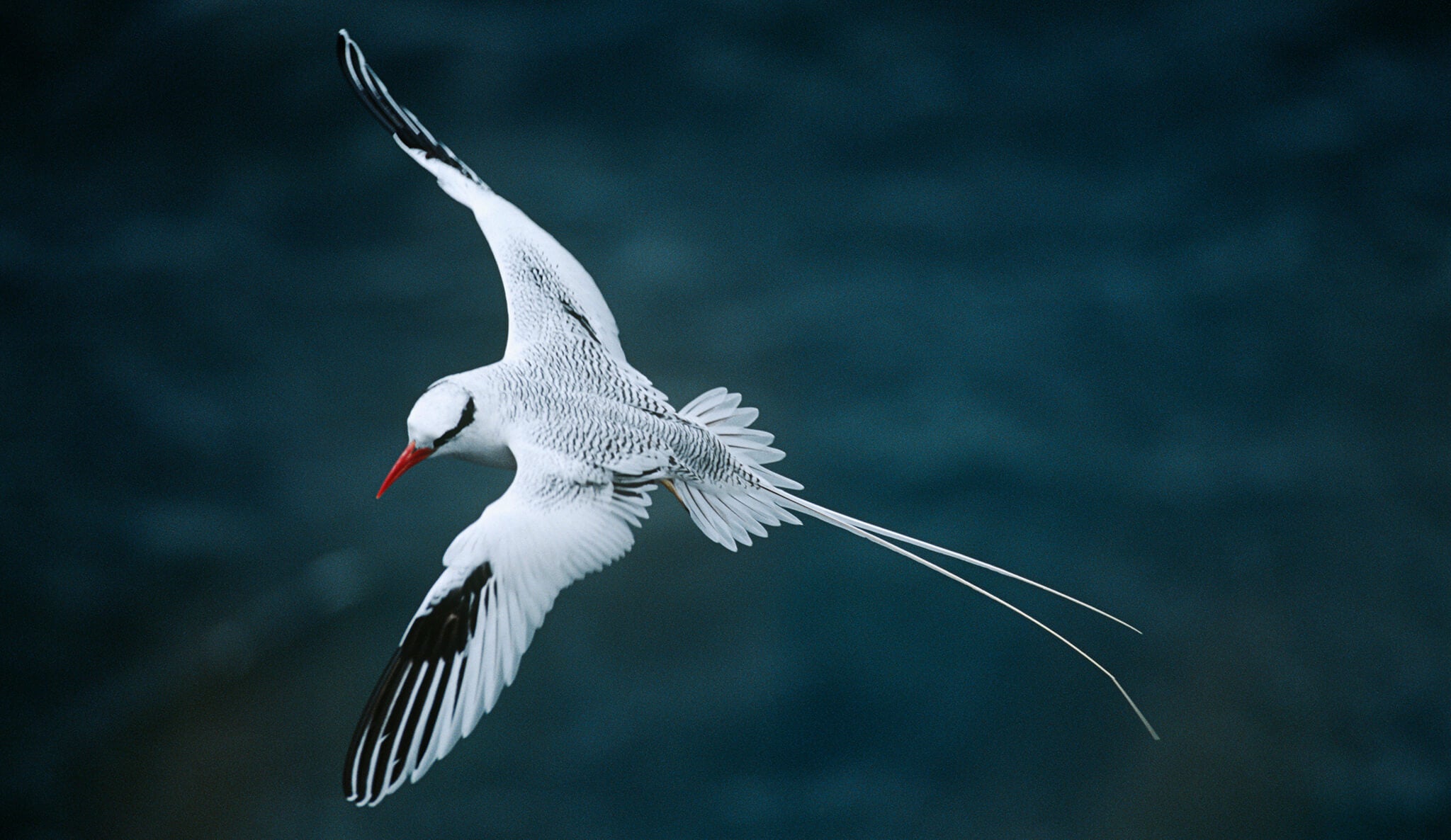 Red-billed Tropicbird, Phaethon aethereus, Rabijunco Dorsibarrado