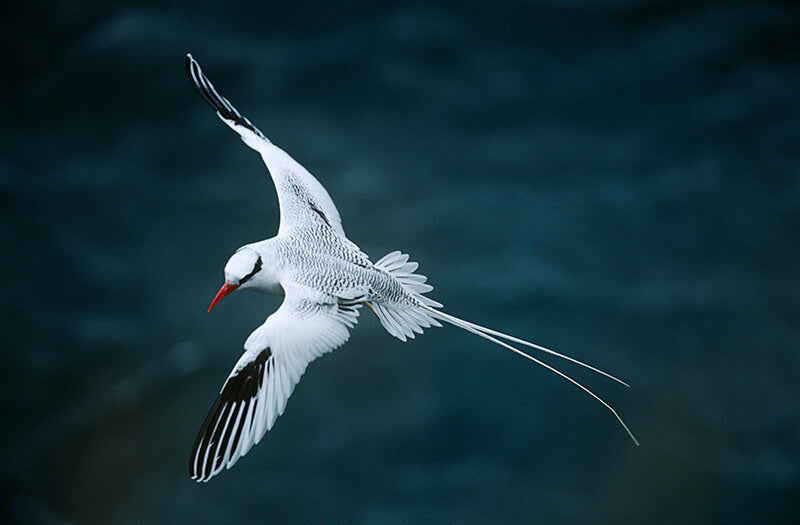 Red-billed Tropicbird, Phaethon aethereus, Rabijunco Dorsibarrado