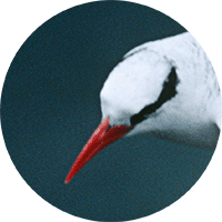 Red-billed Tropicbird, Phaethon aethereus, Rabijunco Dorsibarrado