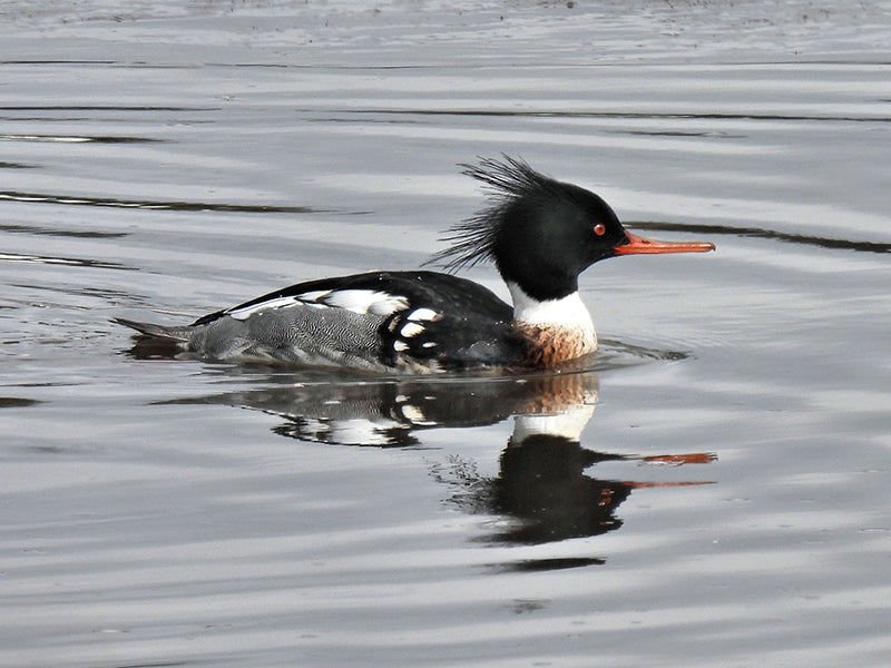 mergus serrator, red breasted merganser