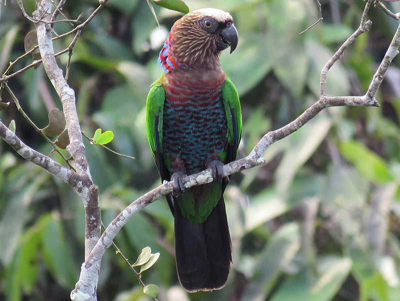 Red-fan Parrot, Deroptyus accipitrinus, Lora Gavilana Norteña