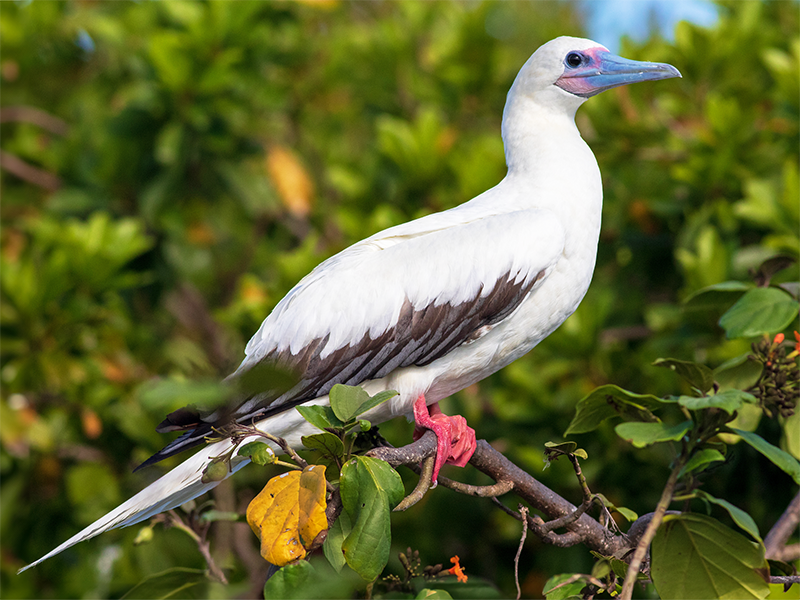 Red-footed-Booby, Sula sula, Piquero Piquirrojo