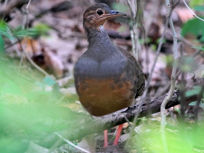 red-legged tinamou