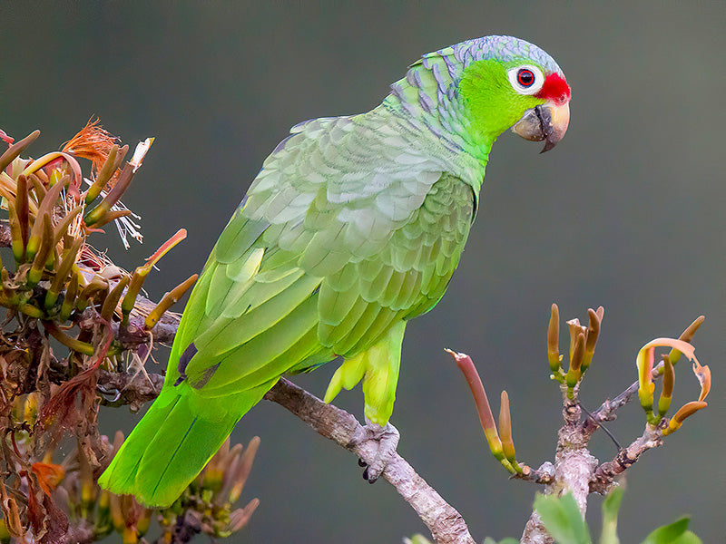 Red-lored Amazon, Amazona autumnalis, Lora Frentirroja
