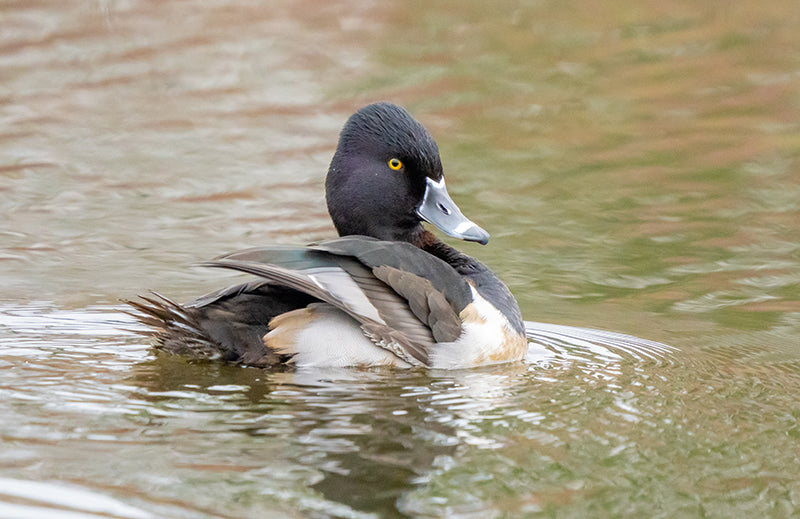ring-necked duck