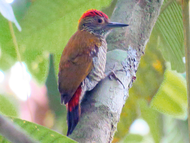 Red-rumped-woodpecker, Veniliornis kirkii, Carpintero Culirrojo