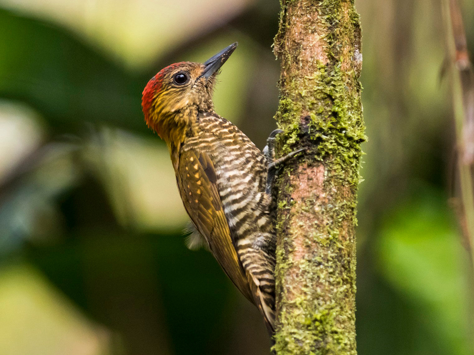 Red-stained Woodpecker, Veniliornis affinis, Carpintero Embridado