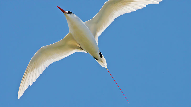 Red-tailed Tropicbird, Phaethon rubricauda, Rabijunco Colirrojo