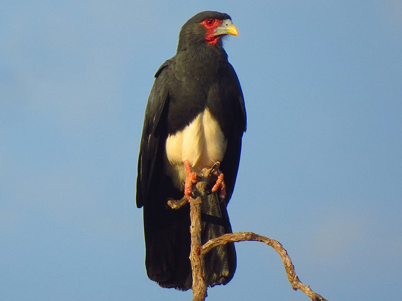 Red-throated Caracara, Ibycter americanus, Cacao Avispero