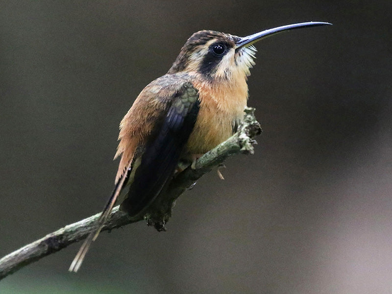 Reddish hermit, Phaethornis ruber, Ermitaño Rojizo