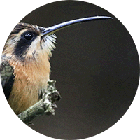 Reddish Hermit, Emitaño Rojizo, Phaethornis rubor