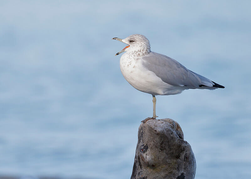 gulls, charadriiformes, laridae