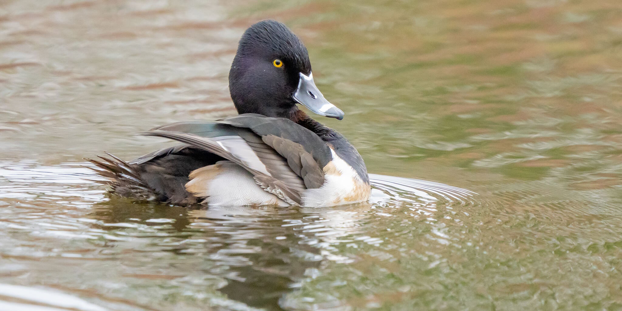 Ring-necked-duck, Pato collares, Aythia collaris