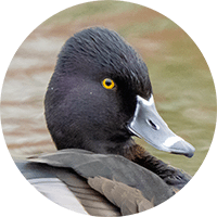 ring-necked duck